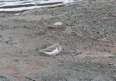 Actitis macularius