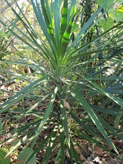 Yucca aloifolia