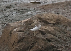 Actitis macularius