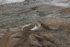 Actitis macularius