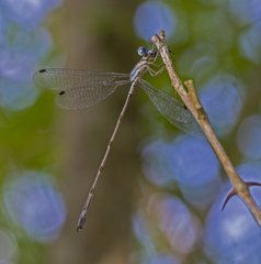 Lestes tenuatus