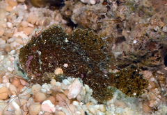 Antennarius randalli