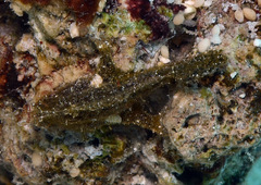 Antennarius randalli