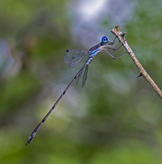 Lestes tenuatus