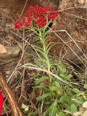 Crassula alba