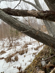 Pilosella aurantiaca