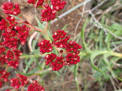 Crassula alba