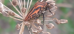 Graphosoma