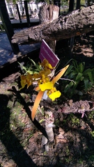 Trichocentrum bicallosum