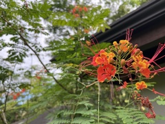 Caesalpinia