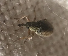 Malvapion malvae