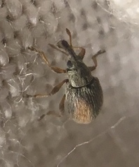 Malvapion malvae