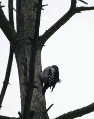Dendrocopos major