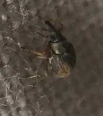 Malvapion malvae