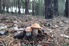 Leccinum albostipitatum
