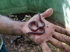 Atractus torquatus
