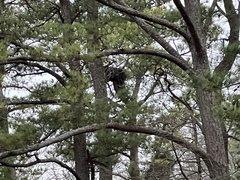 Haliaeetus leucocephalus