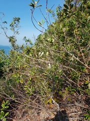 Rhodomyrtus tomentosa