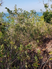 Rhodomyrtus tomentosa