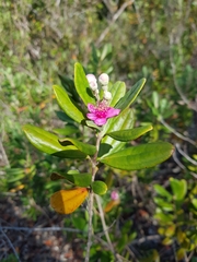 Rhodomyrtus tomentosa