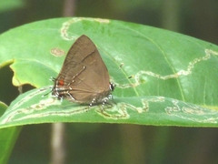 Lamprospilus orcidia