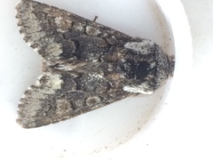 Psaphida thaxterianus