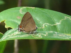 Lamprospilus orcidia