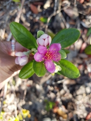 Rhodomyrtus tomentosa