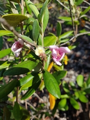 Rhodomyrtus tomentosa