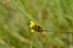 Xyris pauciflora