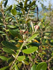 Rhodomyrtus tomentosa