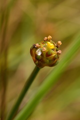 Xyris pauciflora