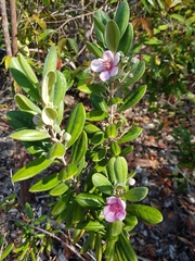 Rhodomyrtus tomentosa