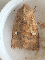 Eupsilia tristigmata