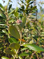 Rhodomyrtus tomentosa
