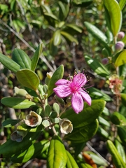 Rhodomyrtus tomentosa
