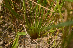 Xyris pauciflora