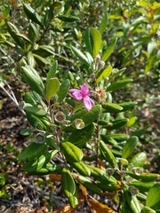 Rhodomyrtus tomentosa
