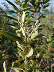 Rhodomyrtus tomentosa