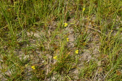 Xyris pauciflora