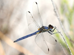 Trithemis dorsalis
