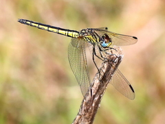 Trithemis dorsalis