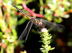 Trithemis dorsalis