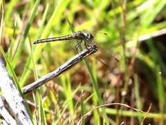 Trithemis dorsalis