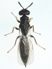 Tetramesa
