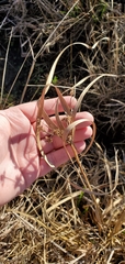Cyperus entrerianus