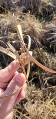 Cyperus entrerianus