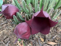 Stapelia leendertziae