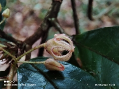 Sterculia rubiginosa