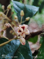 Sterculia rubiginosa